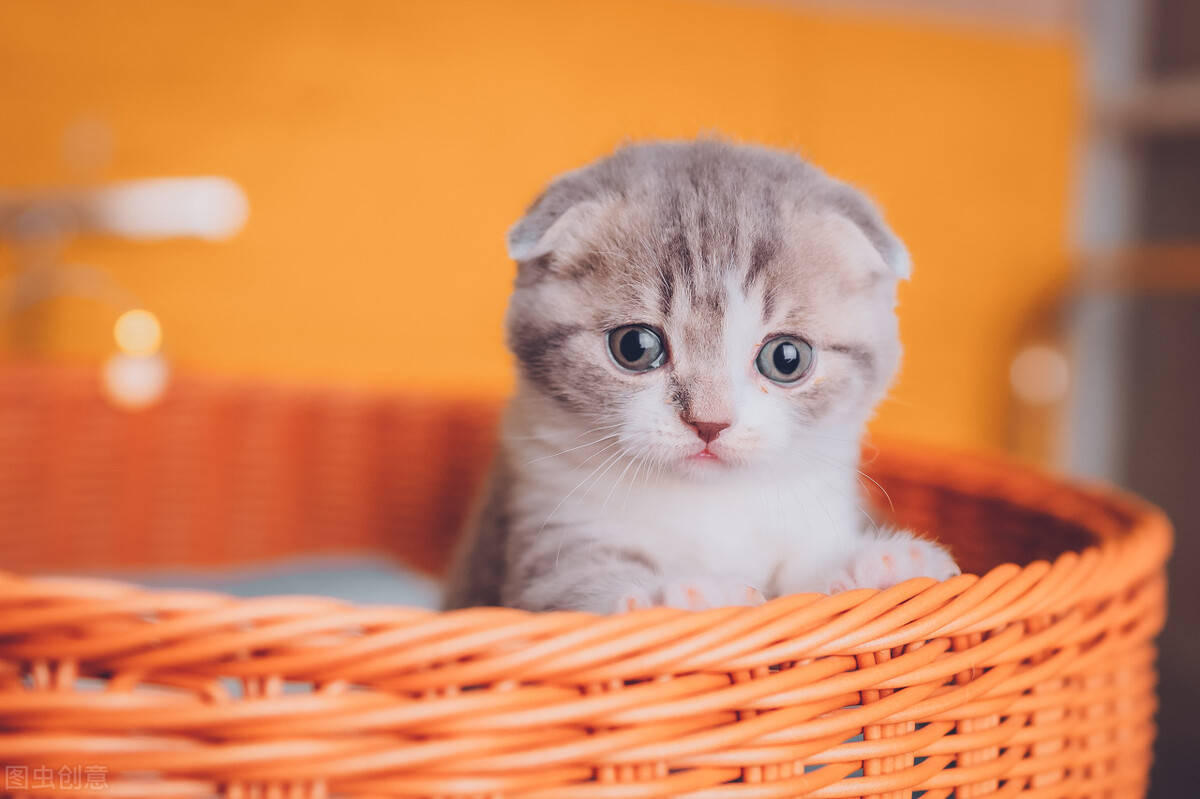 寿命:10年性格:温顺,聪明,通人性苏格兰折耳猫是由基因突变而来的猫咪