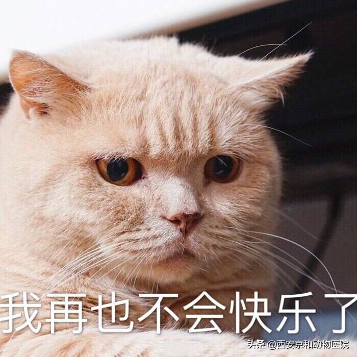 猫咪心情不好的表现(猫咪不开心的时候会有哪些表现？)