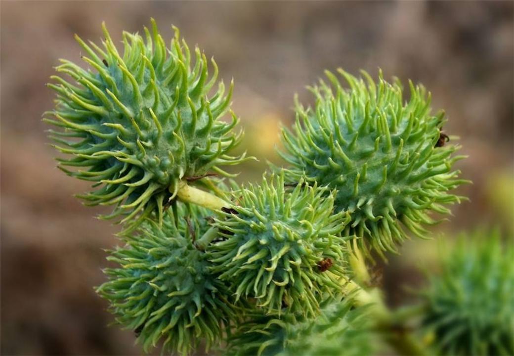 蓖麻,别称也叫草麻,红麻,八麻子等等,属于大戟科草本植物.