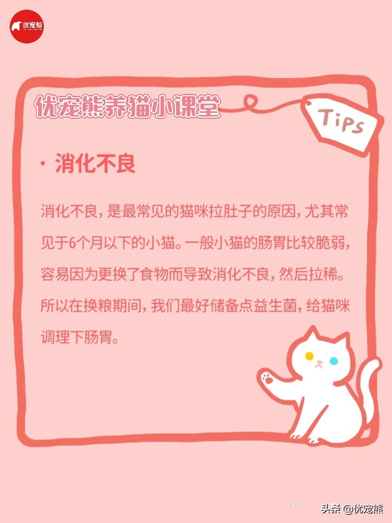 猫盒科普｜猫咪腹泻怎么办