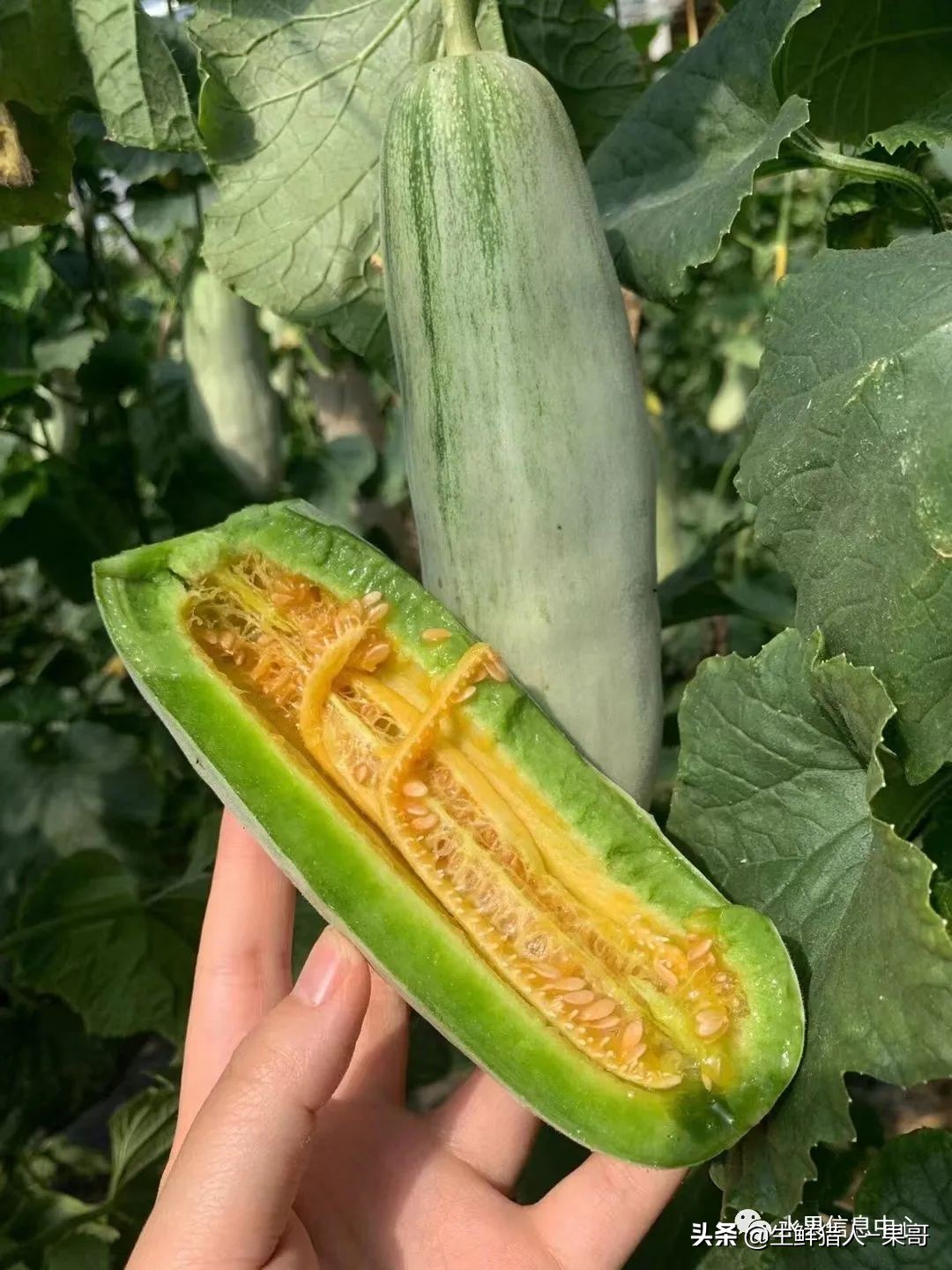 哈密瓜、蜜瓜、网纹瓜、香瓜、羊角蜜傻傻分不清？看完就明白了