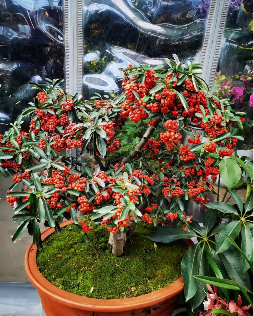 种观果植物,叶片四季翠绿,就像冬青的叶子,每年的春夏时节能开花结果