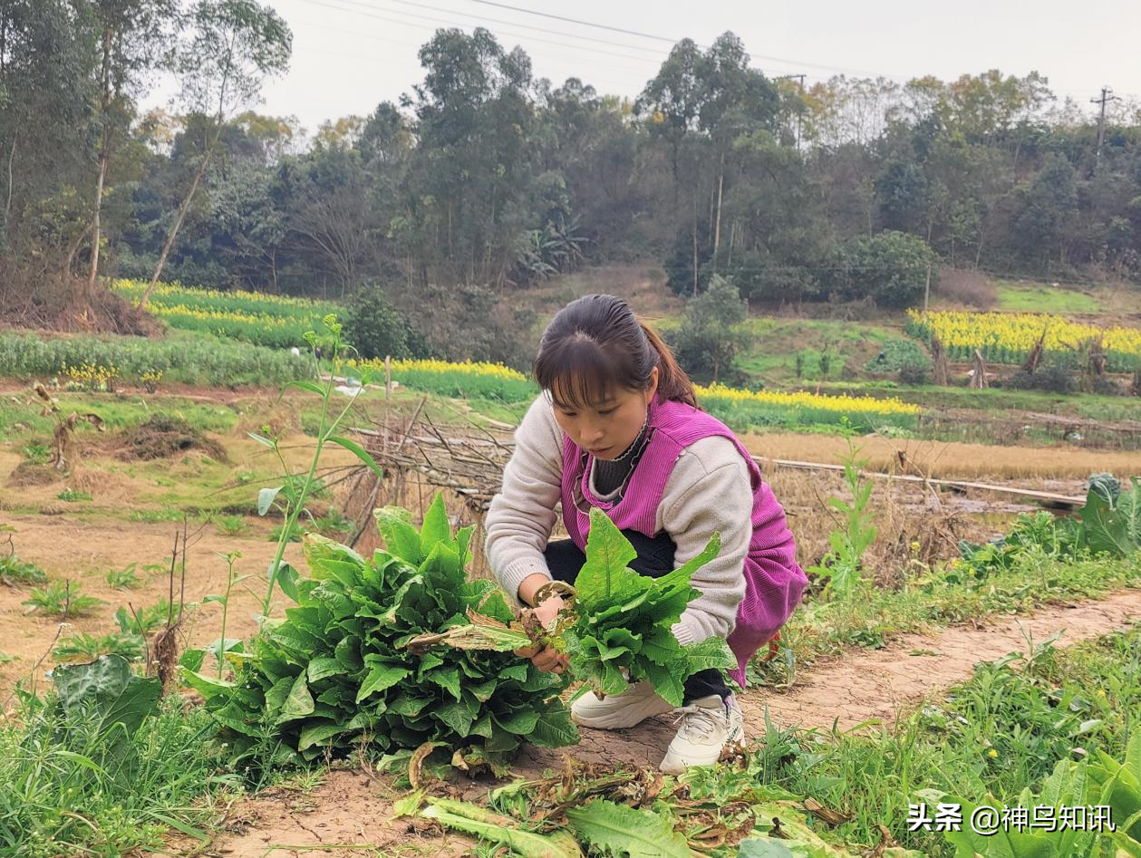 探秘蜀中桃子姐和她的“乡村姐妹团”