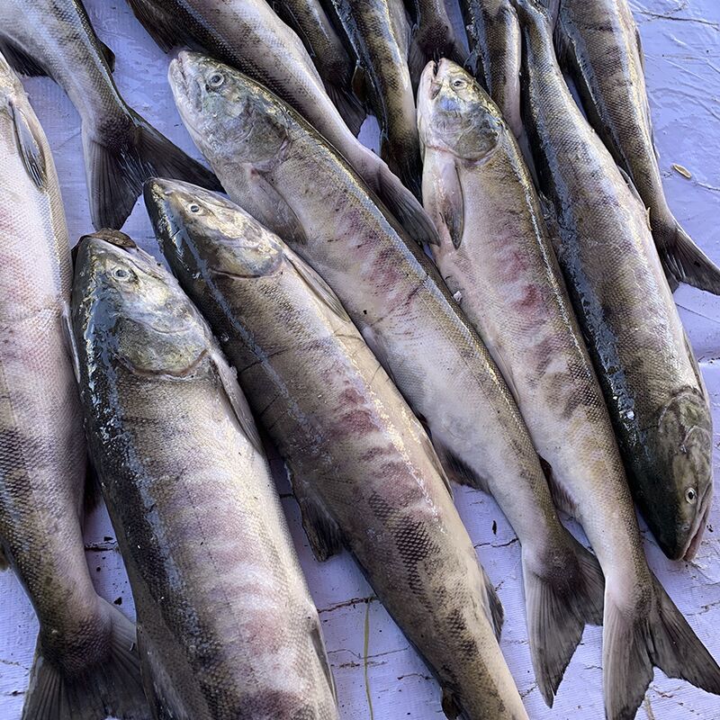 精准区别鱼类的种类马哈鱼与三文鱼