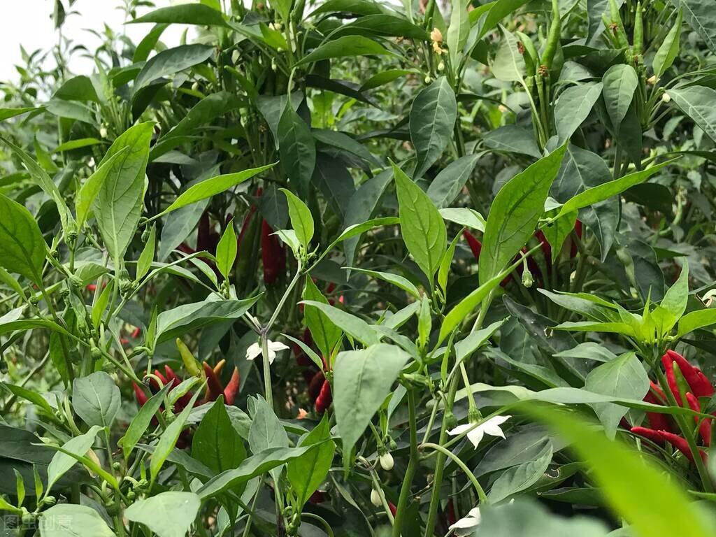 小米的价格是多少钱一斤(小米椒价格) - 价格百科