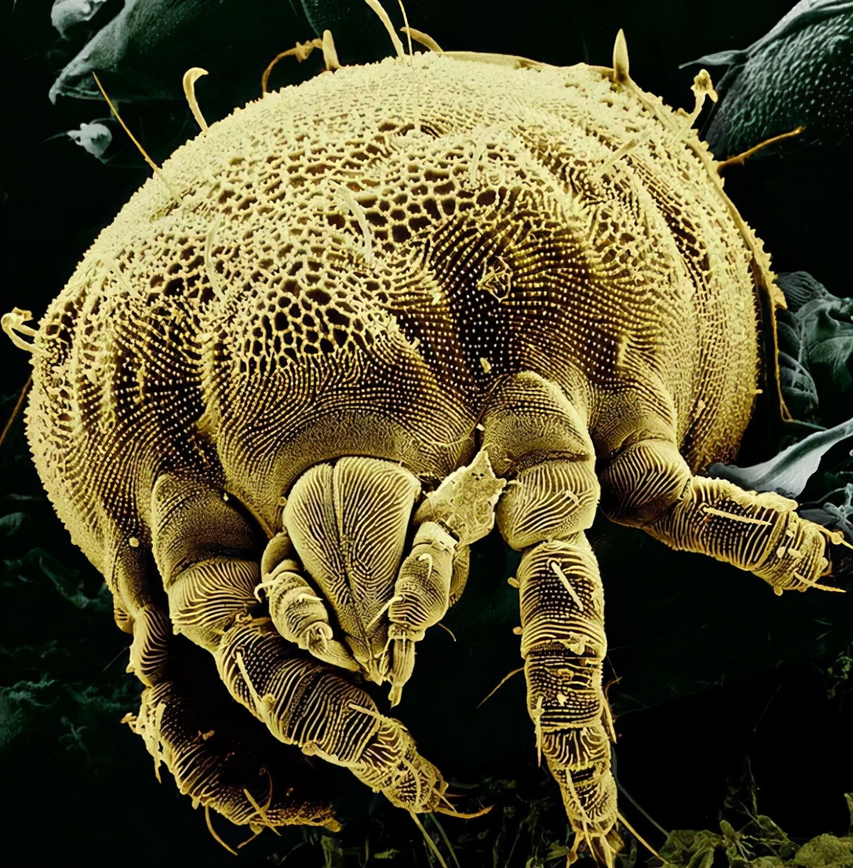 34张显微镜下的动物图片刷新你对世界的认知