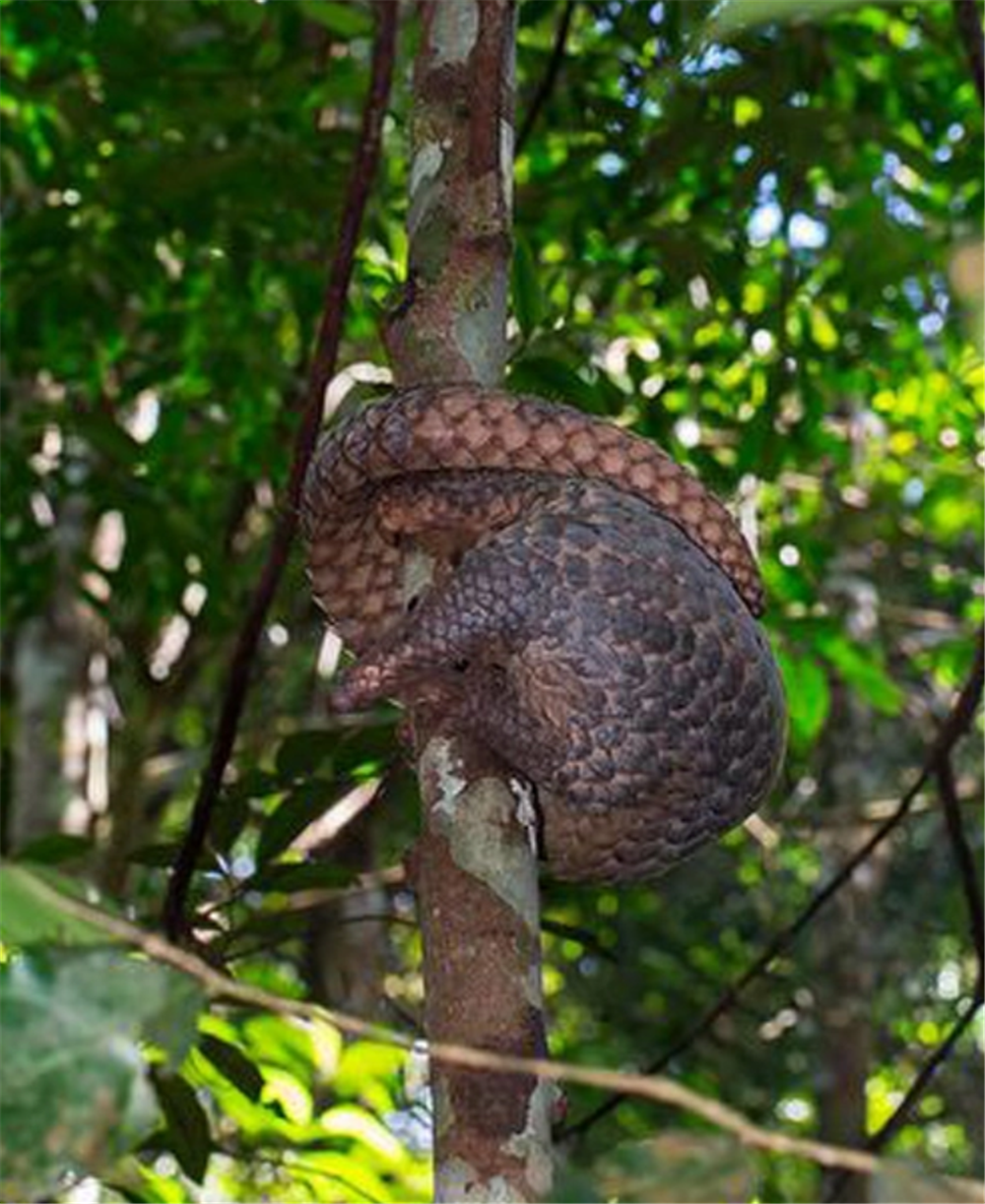 铜壁关出现穿山甲，用尾巴勾住树干，伸出长舌头，一天吃1斤蚂蚁