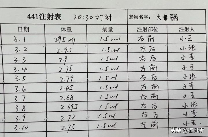 猫咪疑似传腹了，我要怎么做？