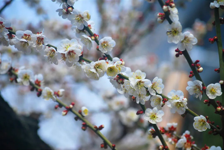心动预警！南京大学这些“最美校花”，堪称颜值天花板！