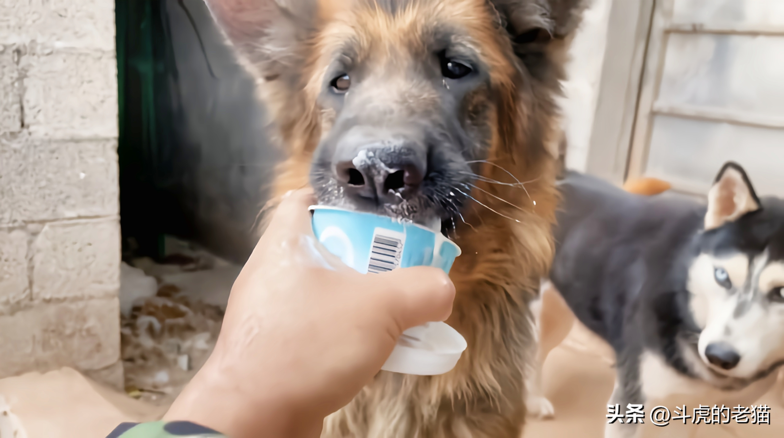 被人遗弃的牧羊犬寻找好心人收养(太暖心！牧羊犬被主人丢弃在街头流浪)