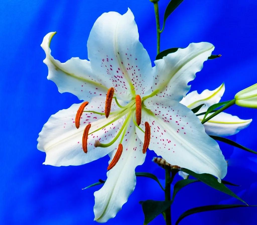 开花无异色,[送心][送心]接叶有多种,[玫瑰][玫瑰]吹作人间百合香!