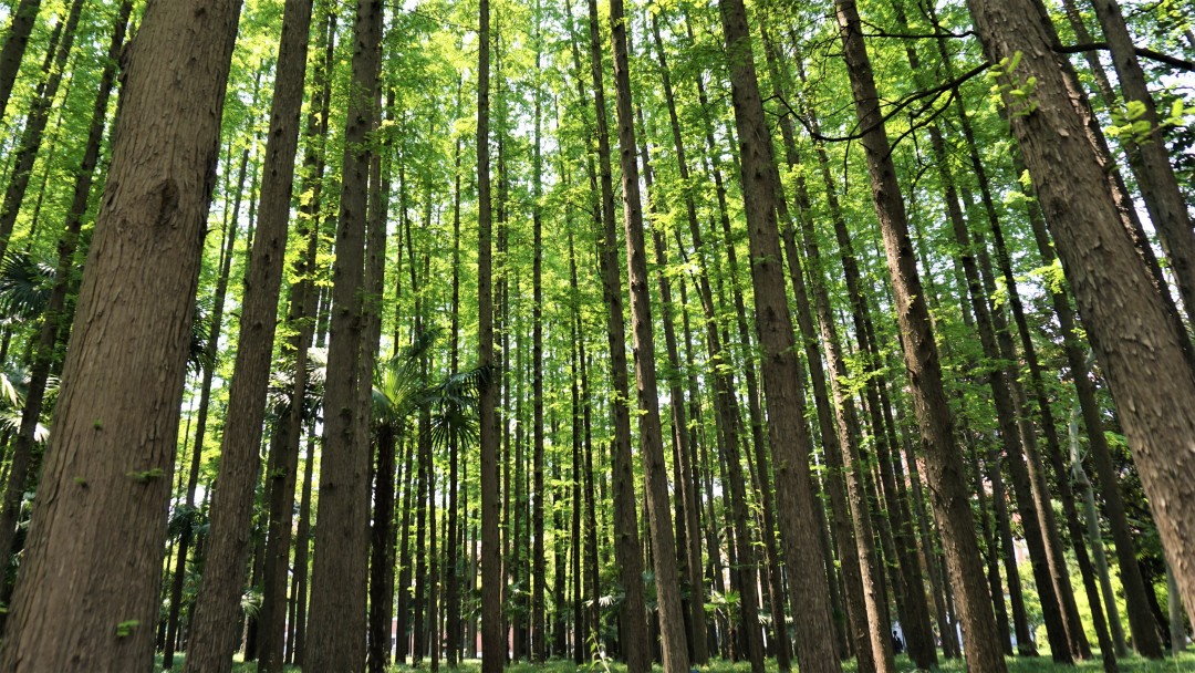 上海理工大学是魔都高校中的小确幸