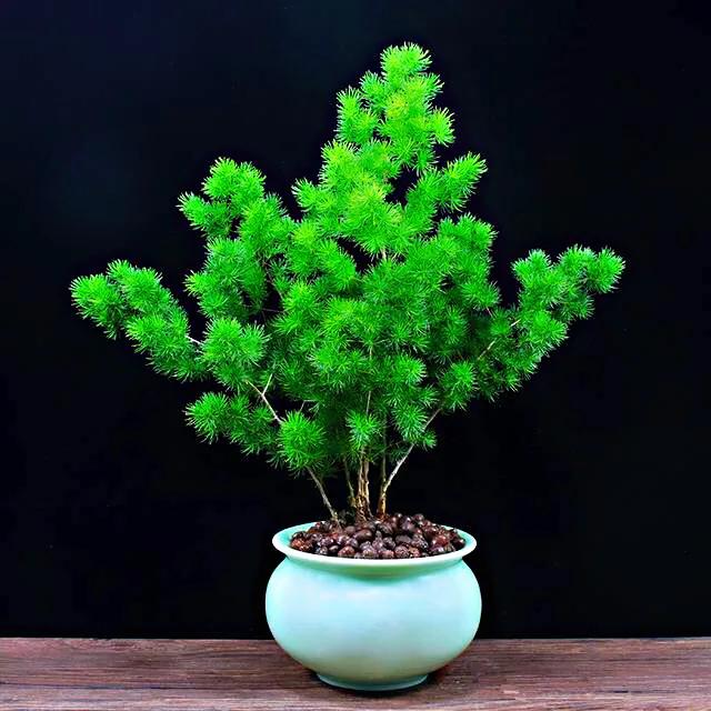 蓬莱松盆景图片（多年生常绿灌木状草木植物）