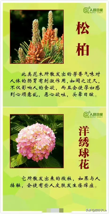 家养花有哪些有毒(这些花有毒，一定要认清)