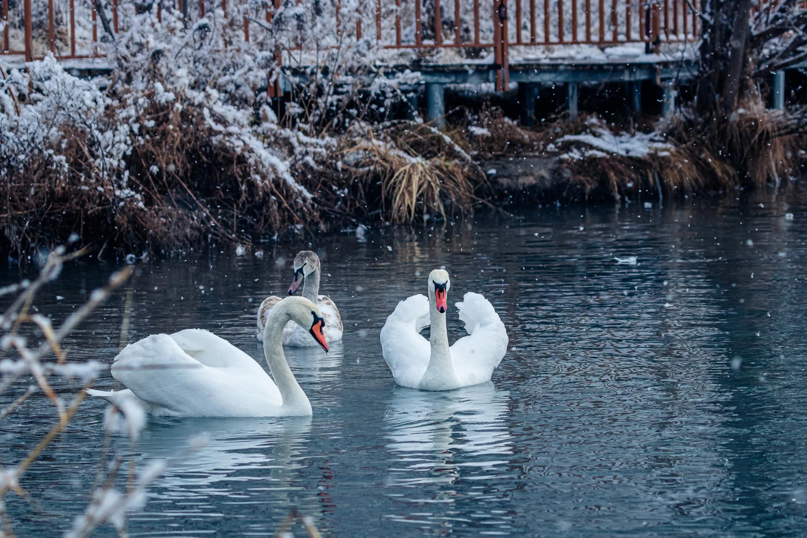 天鹅湖的故事(舞剧天鹅湖的故事)