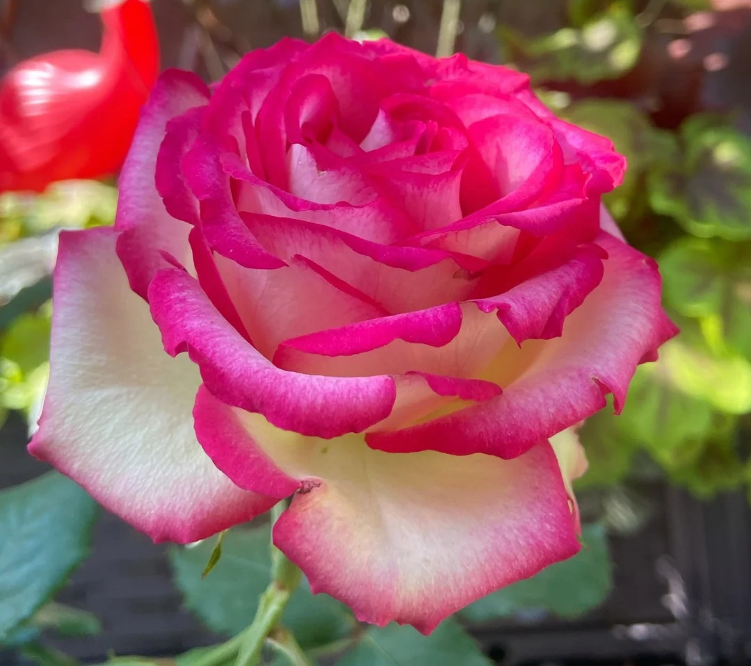 最美的极品月季花品种(盘点十二种颜值爆表的大花月季)