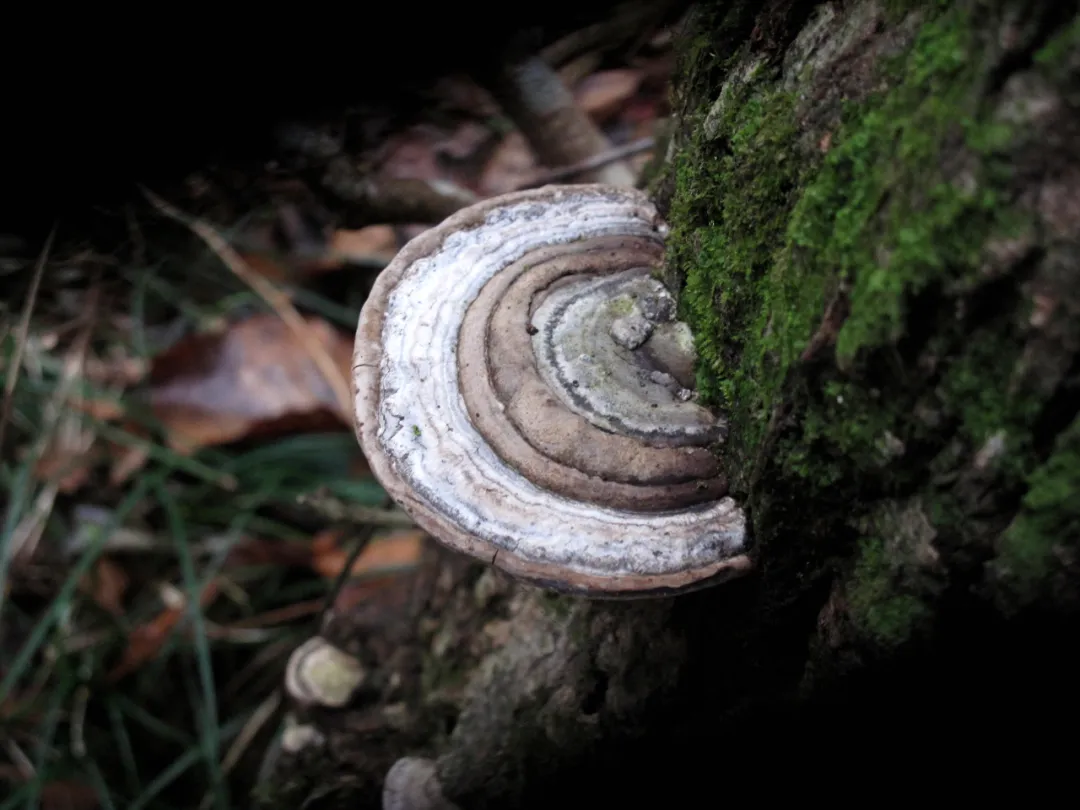 冬日在密林中,遇见各色树舌灵芝