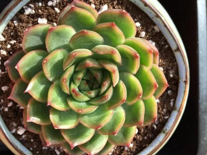 多肉冰河世纪,集2种多肉的优秀基因于一身,好养又耐看 - 114知识网