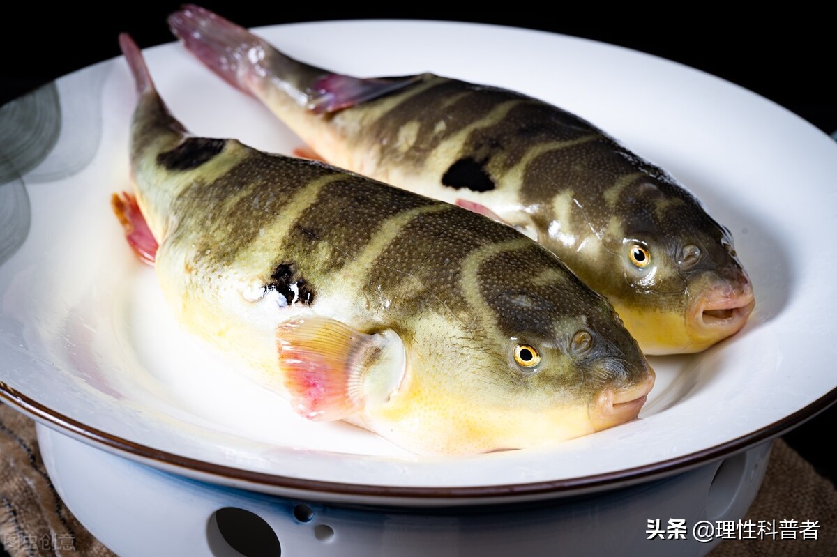 河豚是淡水鱼还是咸水鱼体型可爱习性古怪其毒素有剧毒