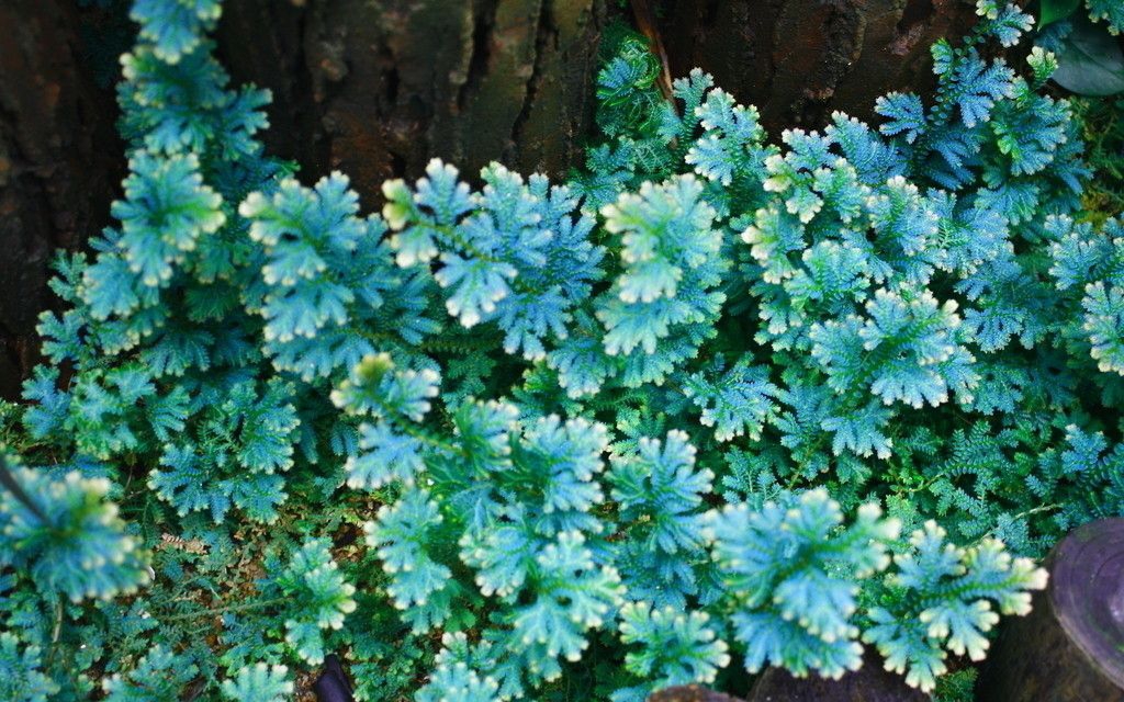 翠云草是一种什么样的植物?