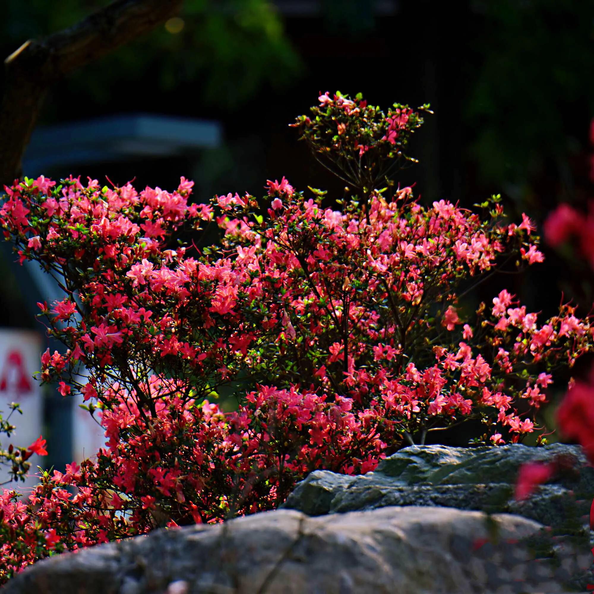 春鹃杜鹃-黄,白,粉,红,紫五彩缤纷,色彩斑斓,艳丽夺目