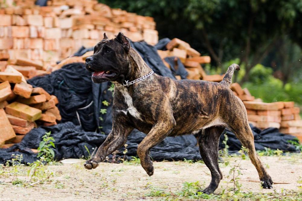 人称“犬中四煞”的4种狗，让人望而生畏，遇见了要赶紧躲开