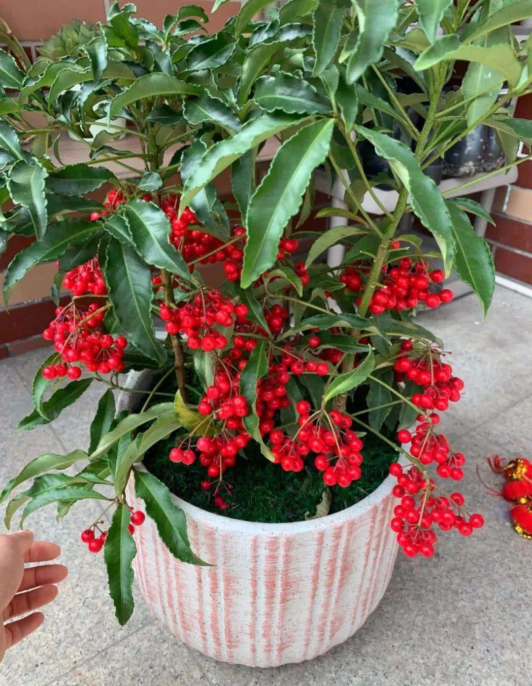 11种"旺财花",春天会"苏醒",入手最合适,聚财又旺家