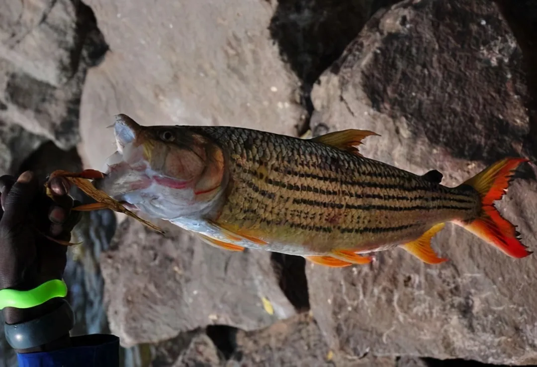 歌利亚虎鱼连鳄鱼都惧怕的鱼