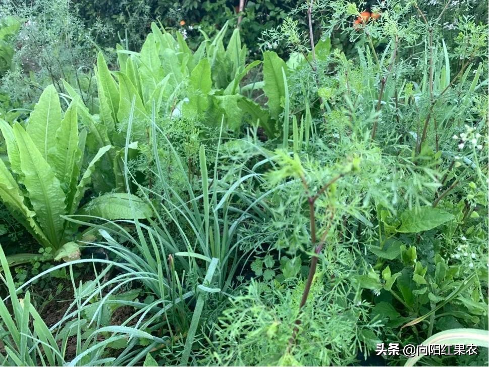 老果农：立春果园随笔～最是一年春光好