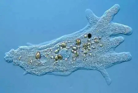 宇宙也杀不死的十大生物：“长生不死”活上亿年，脑袋没了也能活
