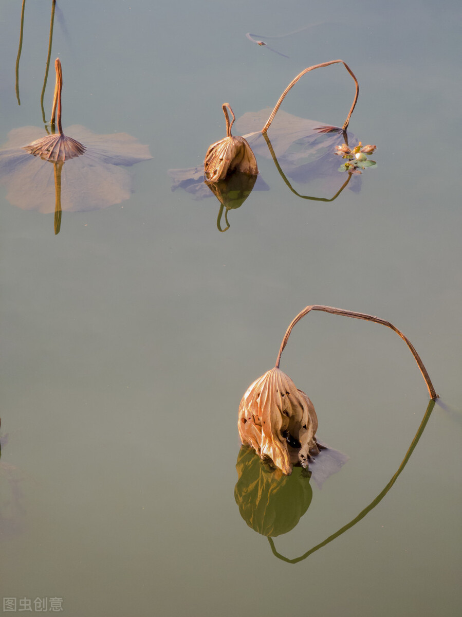 心香禅意佛系图片，唯美意境，净化心灵，静心禅语