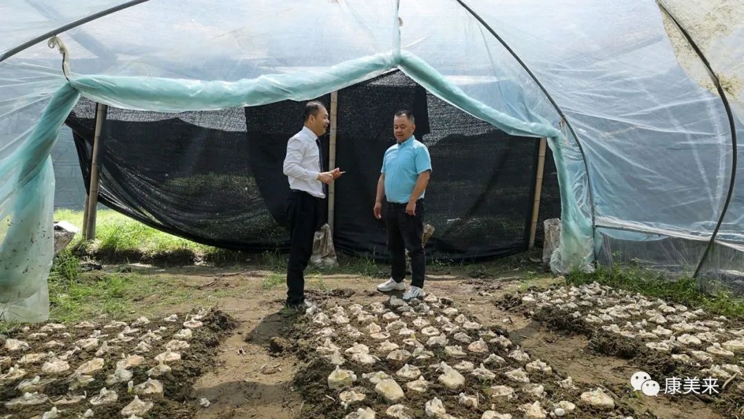 2022康美来大别山灵芝基地实地探访