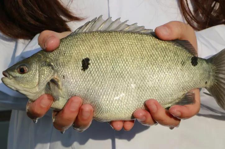 铁背鱼长什么样，95种禁放水生物图片介绍