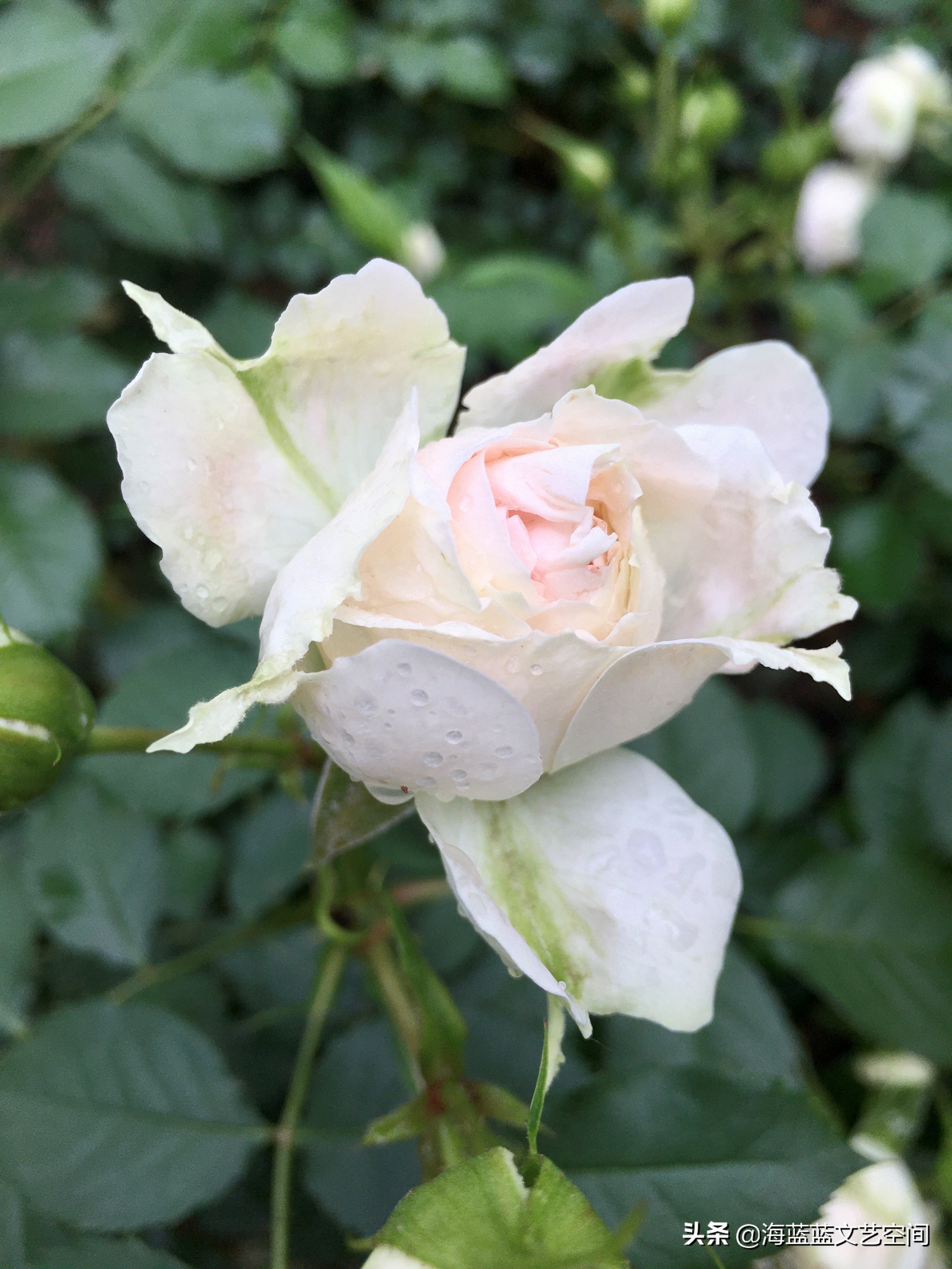 俗世里，愿你有一颗雨里看花的苦咖啡心