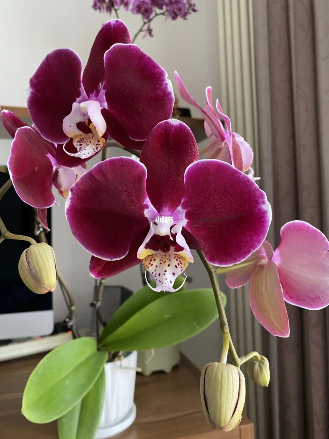 50种美丽娇俏的蝴蝶兰欣赏