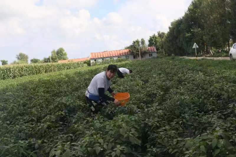 公主岭市绿公主种植专业合作社联合外省市种植庭院辣椒喜获丰收