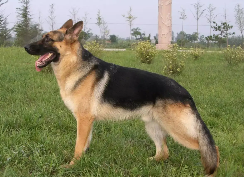 寿命:10~12年德牧不仅忠诚,能力还很强,会看家,会保护孩子, 也能抓