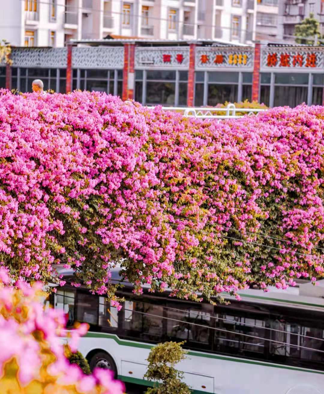 这座城市现在到处是肆意绽放的三角梅，花开荼蘼，美极了