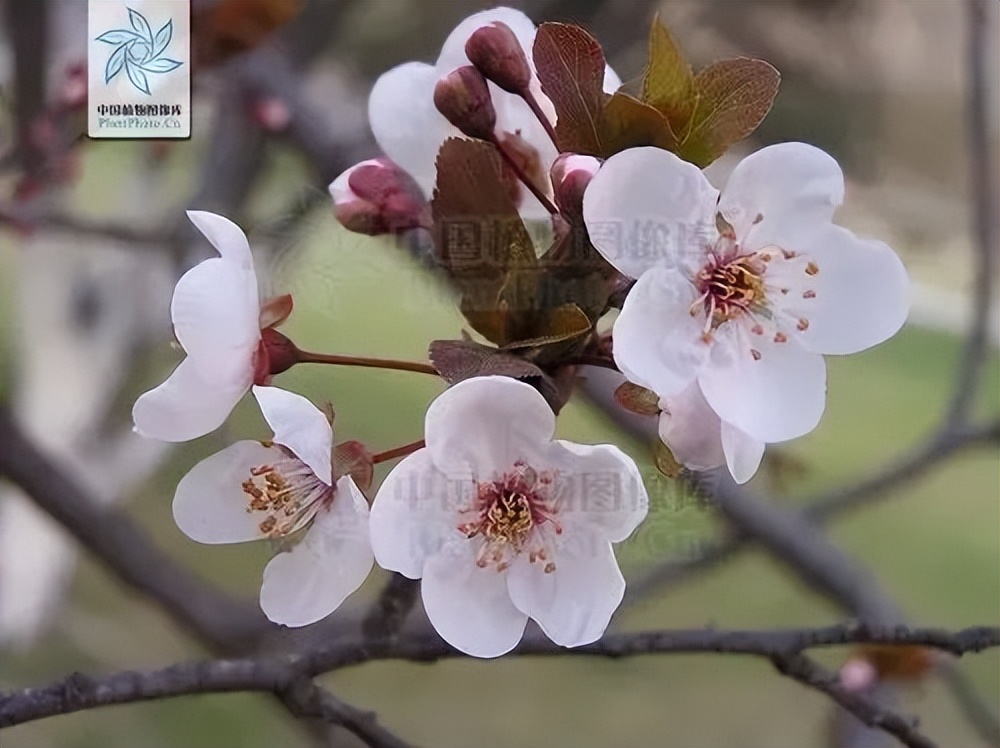 梨花有什么特点（春天出游必备识花宝典大全）