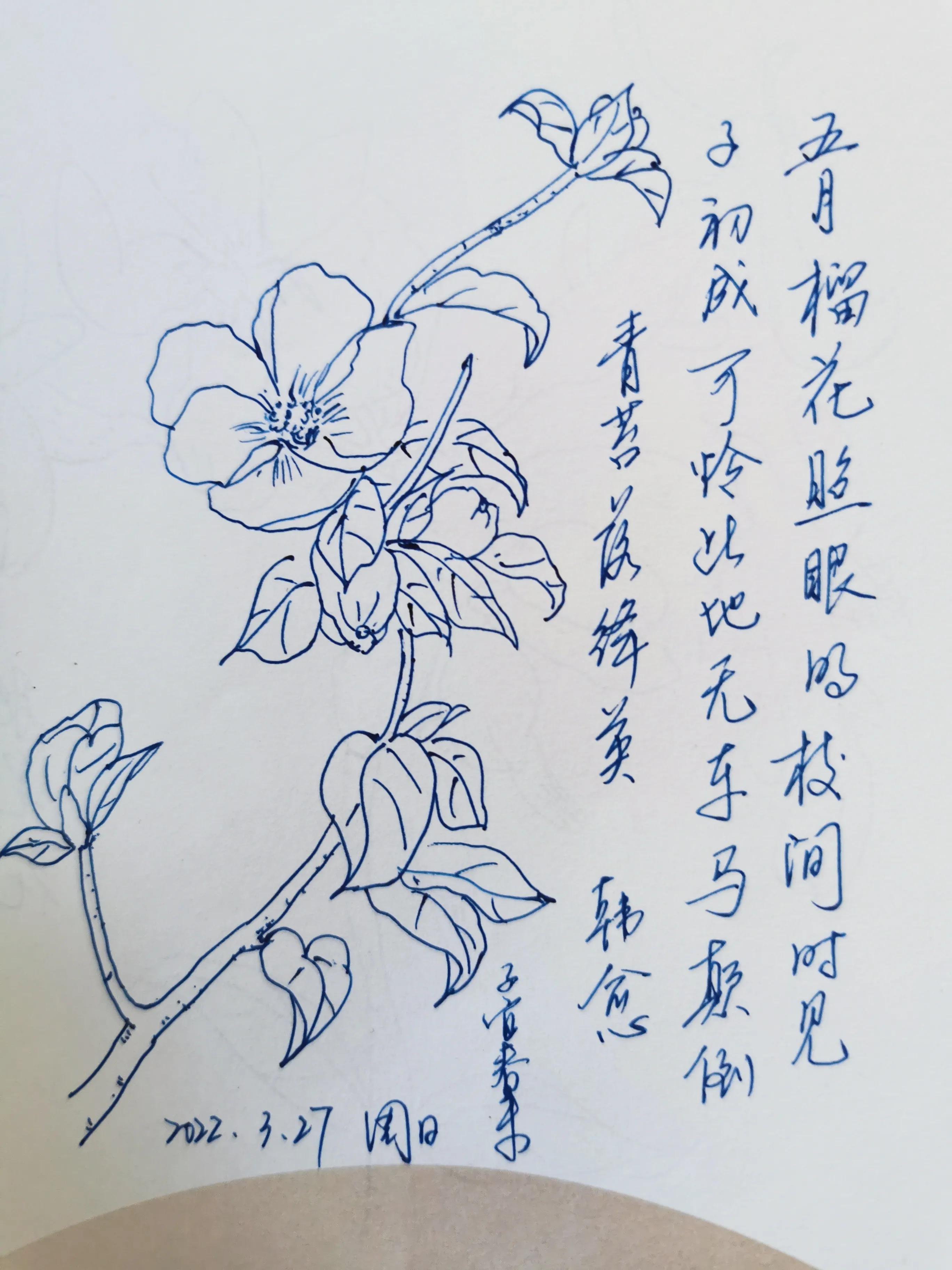 每日一花一诗,画一枝石榴花,题韩愈的诗