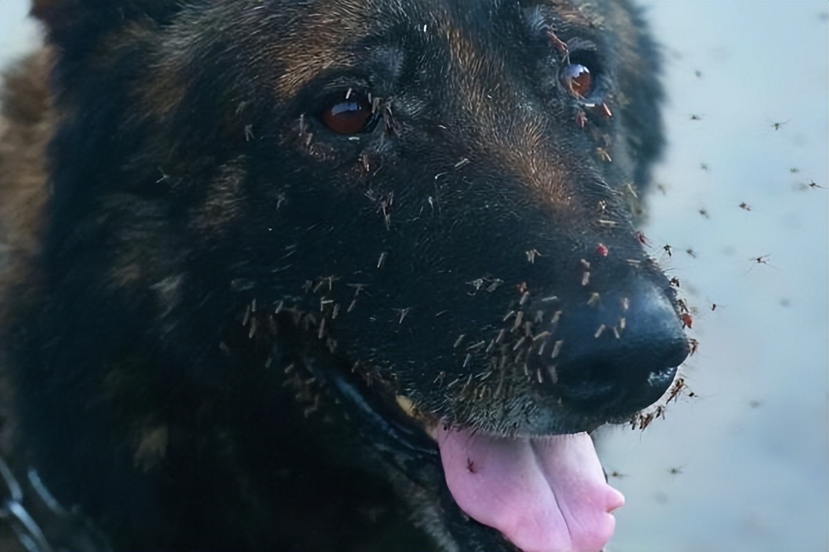 北湾边境---7条军犬被活活咬死，十分凄惨