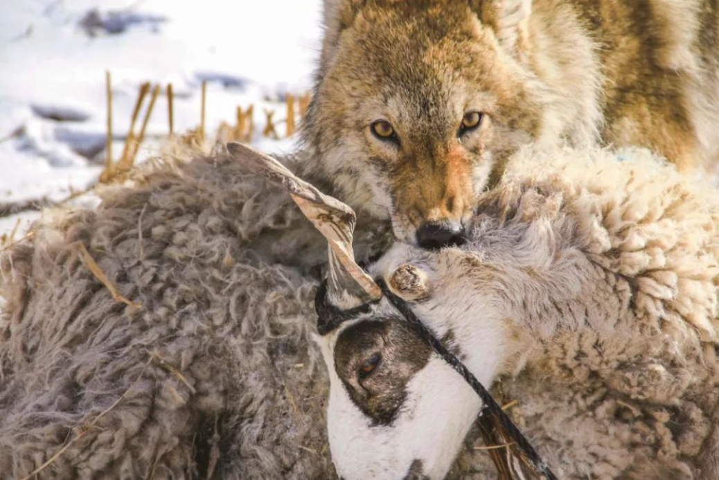 新疆狼出没!夜袭羊圈咬死102只羊,如果攻击人,还要保护吗?