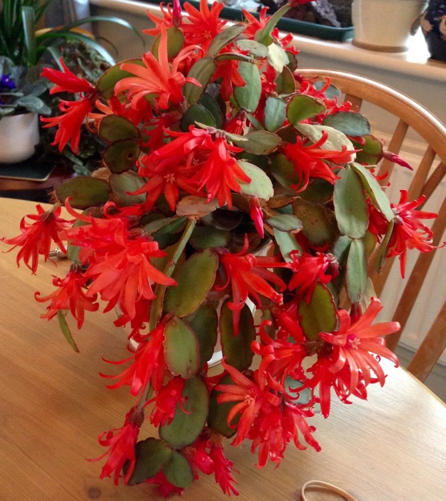 学会假昙花的养护方法(昙花一现怎样养护)