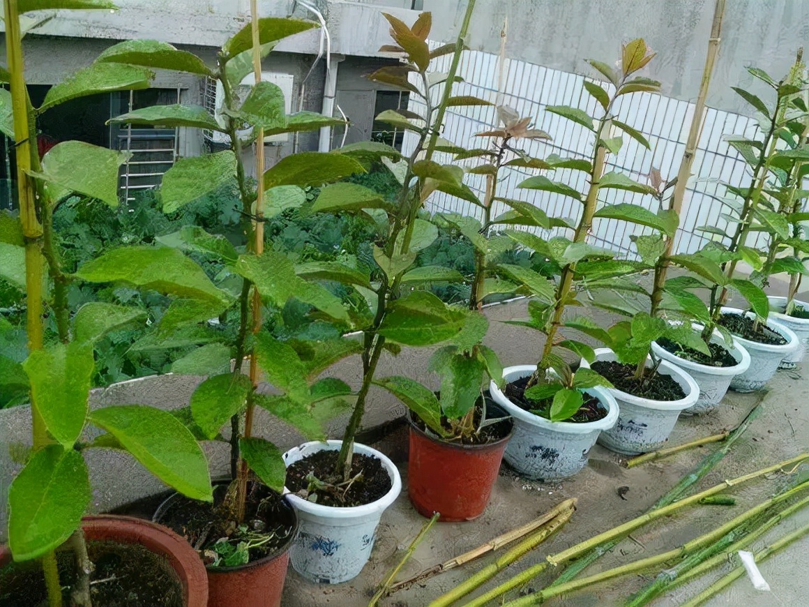 蟹爪兰冬天有“4怕”，避开长满“钢片叶”，一棵能开“千朵花”