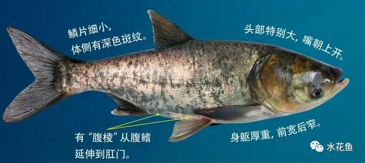 养殖水体的清洁工 清道夫:理解和认识花白鲢与鲢鳙鱼