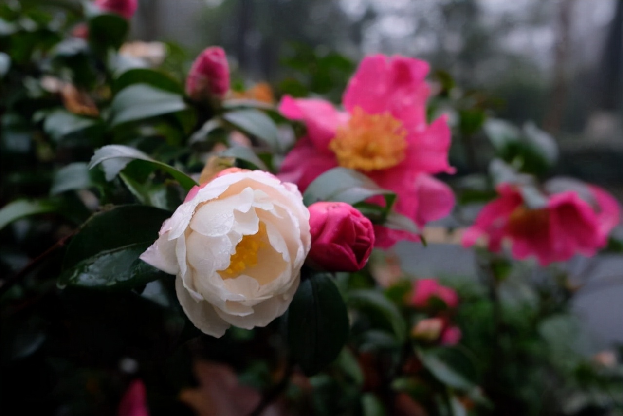 20種常見花卉綠植的習性分享，在家居環(huán)境中，也能把它們養(yǎng)出彩
