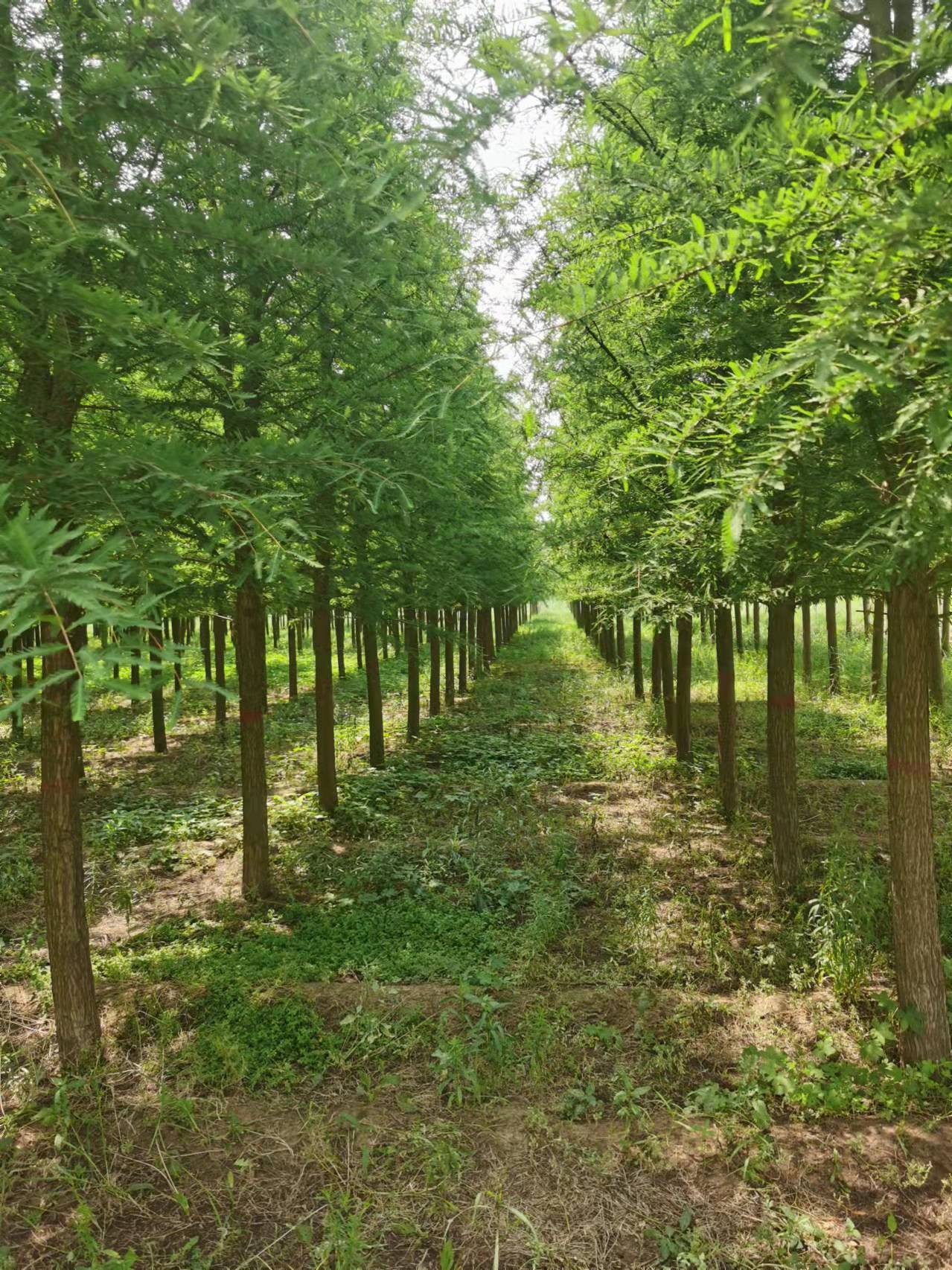 大叶女贞20公分价格(暴雨) - 价格百科