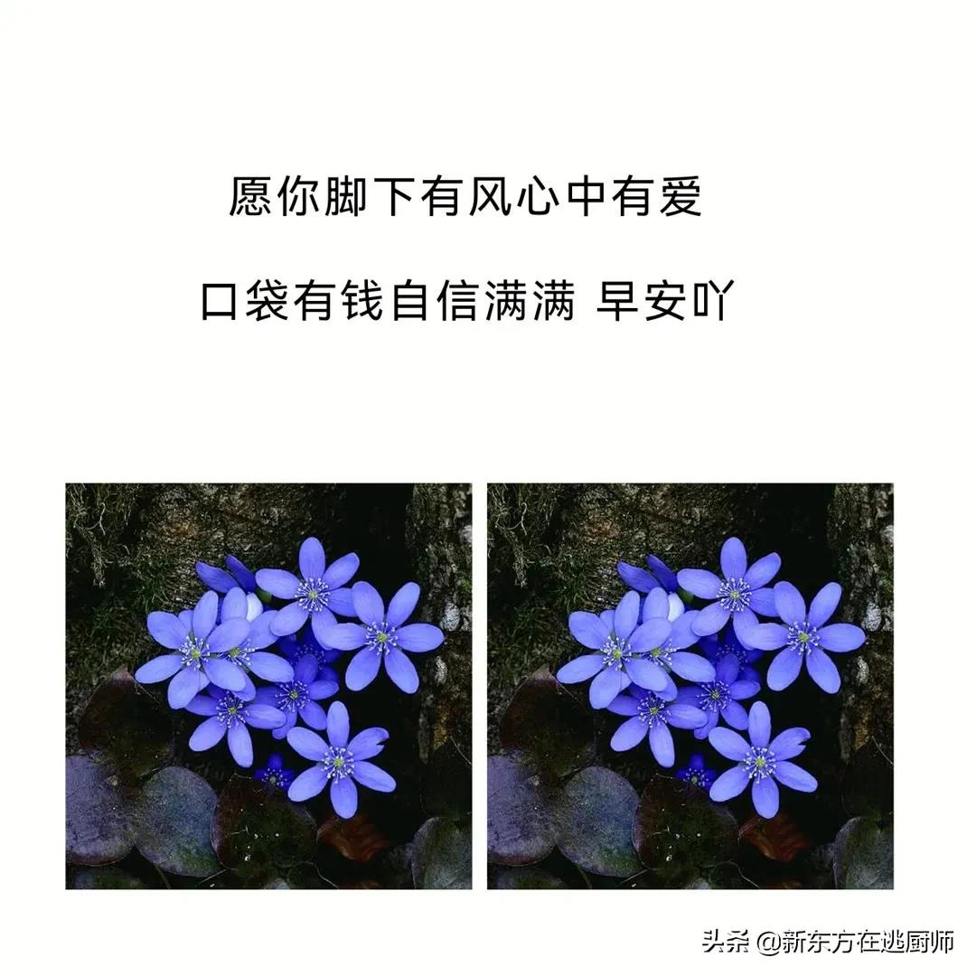 适合早晨发朋友圈的干净句子