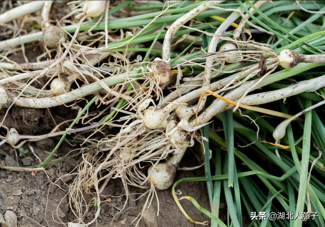 夏季摘野菜，送你61种野菜大图鉴，让你轻松认识各种野菜和吃法