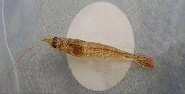 南美白对虾养殖桃拉病毒红体病症状详解